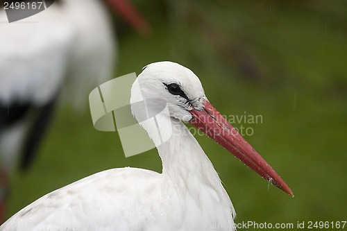 Image of white stork