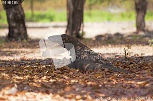 Image of Komodo Dragon