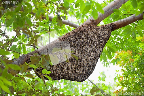 Image of Natural Beehive