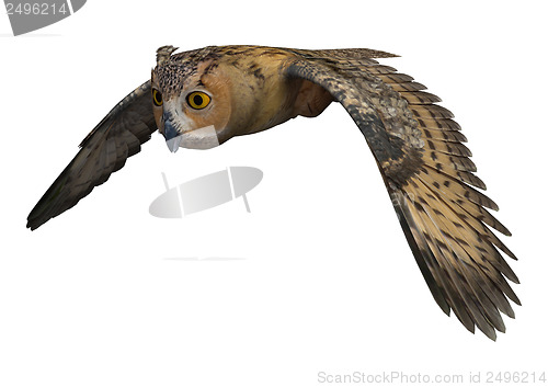 Image of Night Owl