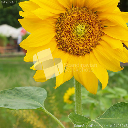 Image of Sunflower flower