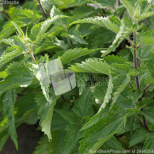 Image of Stinging nettle