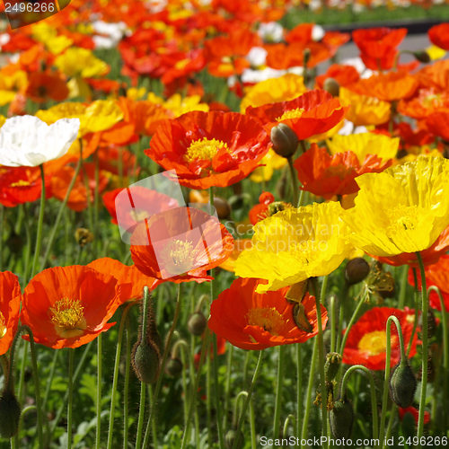Image of Papavers picture