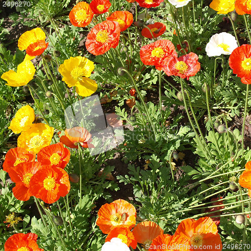 Image of Papavers picture