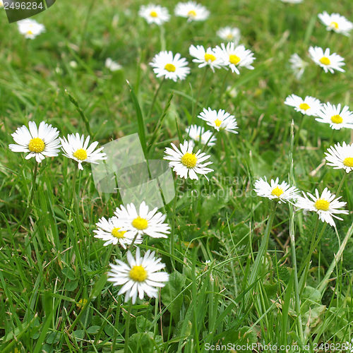 Image of Daisy flower