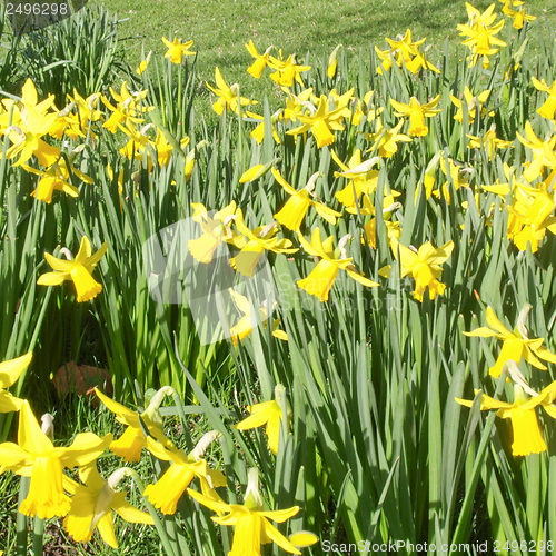 Image of Daffodils picture
