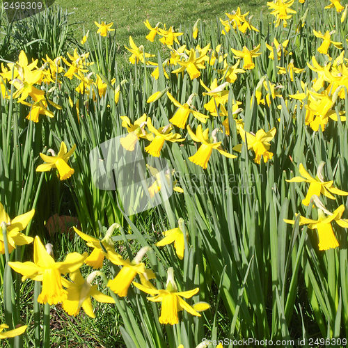 Image of Daffodils