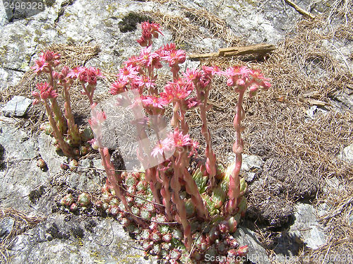 Image of Sempervivum