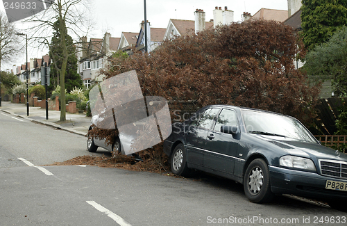 Image of Fallen Tree in Windy Weather