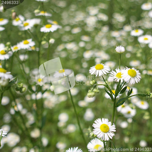 Image of Daisy picture