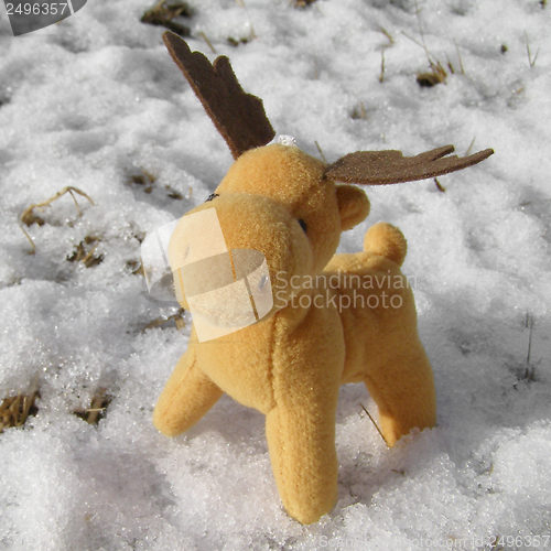 Image of Deer picture