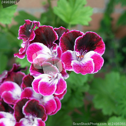 Image of Geranium