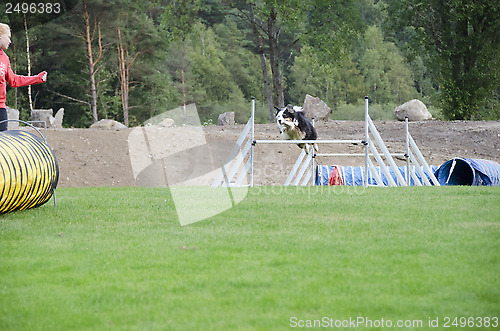 Image of Jumping dog