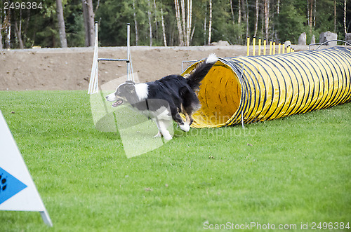 Image of dog out of tires