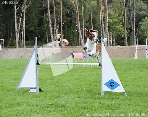 Image of jumping dog