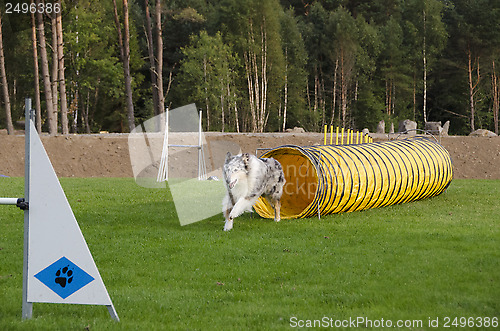 Image of dog in action
