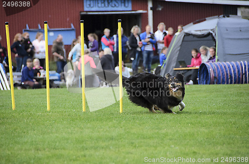 Image of dog in action