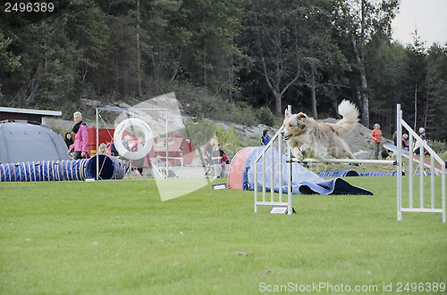 Image of Jumping dog