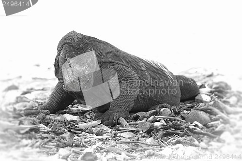 Image of Komodo Dragon