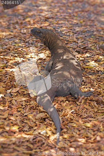 Image of Komodo Dragon