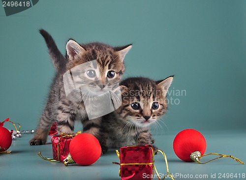 Image of Christmas portrait of cute little kittens.