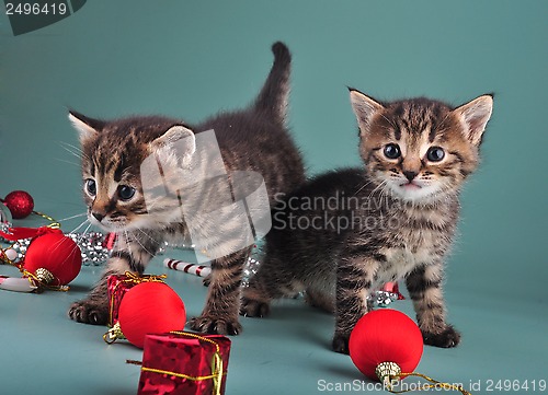 Image of small  kittens among Christmas stuff