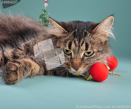 Image of portrait of a cat among Christmas stuff