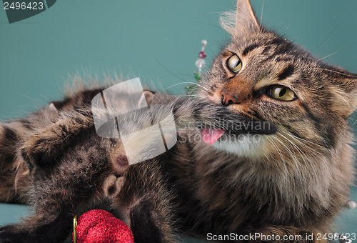 Image of small  kitten with mother cat  among Christmas stuff