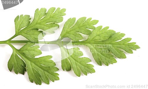 Image of Chervil leaf macro