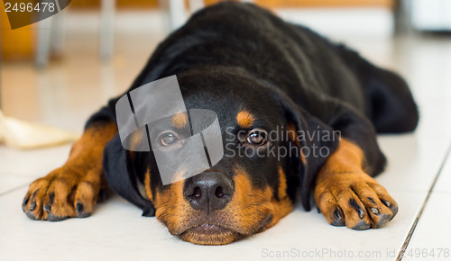 Image of Rottweiler Puppy