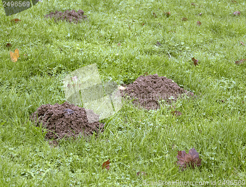 Image of molehills