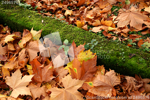 Image of autumn leaves