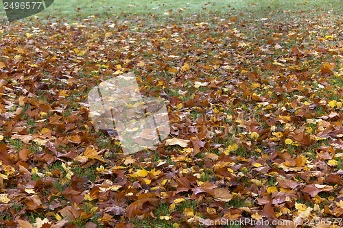 Image of autumn leaves