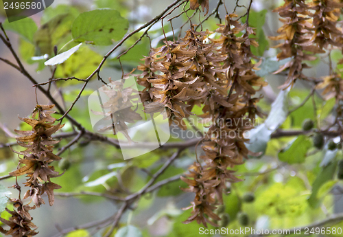 Image of hornbeam seeds detail