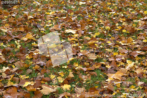 Image of autumn leaves