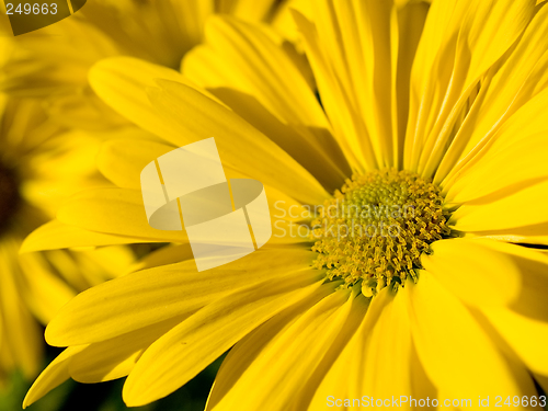 Image of Yellow flower