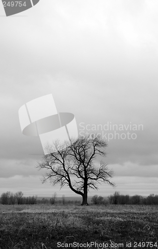 Image of Lonely tree in a spring field