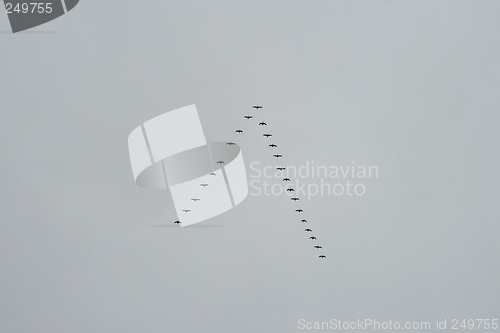 Image of Triangular flock of wild birds