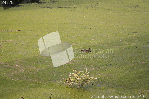 Image of Duck in green water