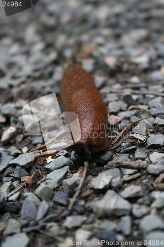 Image of Snail