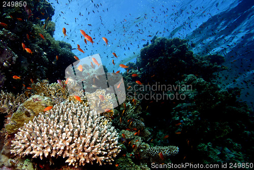 Image of Corall reef Sharm el Sheik
