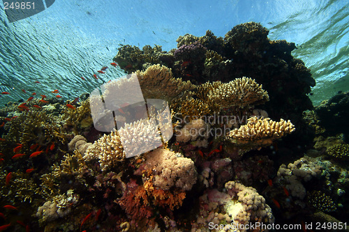 Image of Corall reef Sharm el sheik