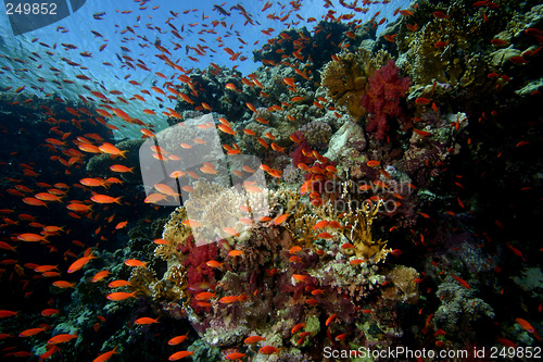 Image of Corall reef Sharm el sheik