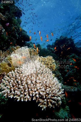 Image of Corall reef Sharm el sheik