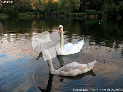 Image of Swan family