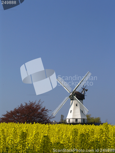 Image of windmill behind rape
