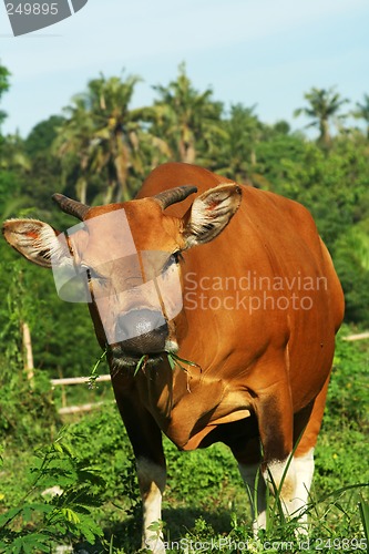 Image of Cow