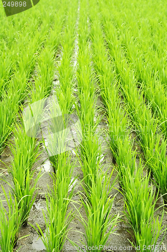 Image of Rice field