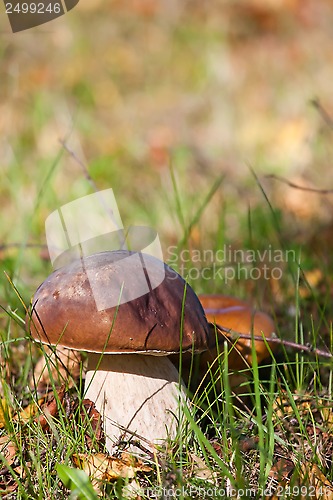 Image of cep