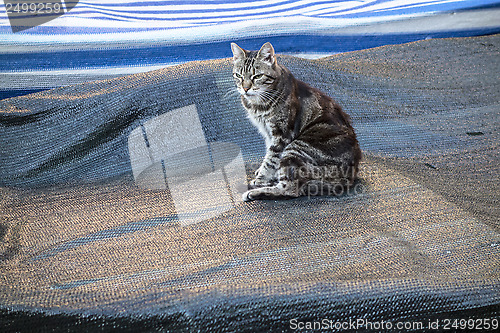 Image of cat sitting on a boat
